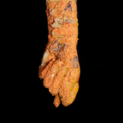 Orange Fig Hand